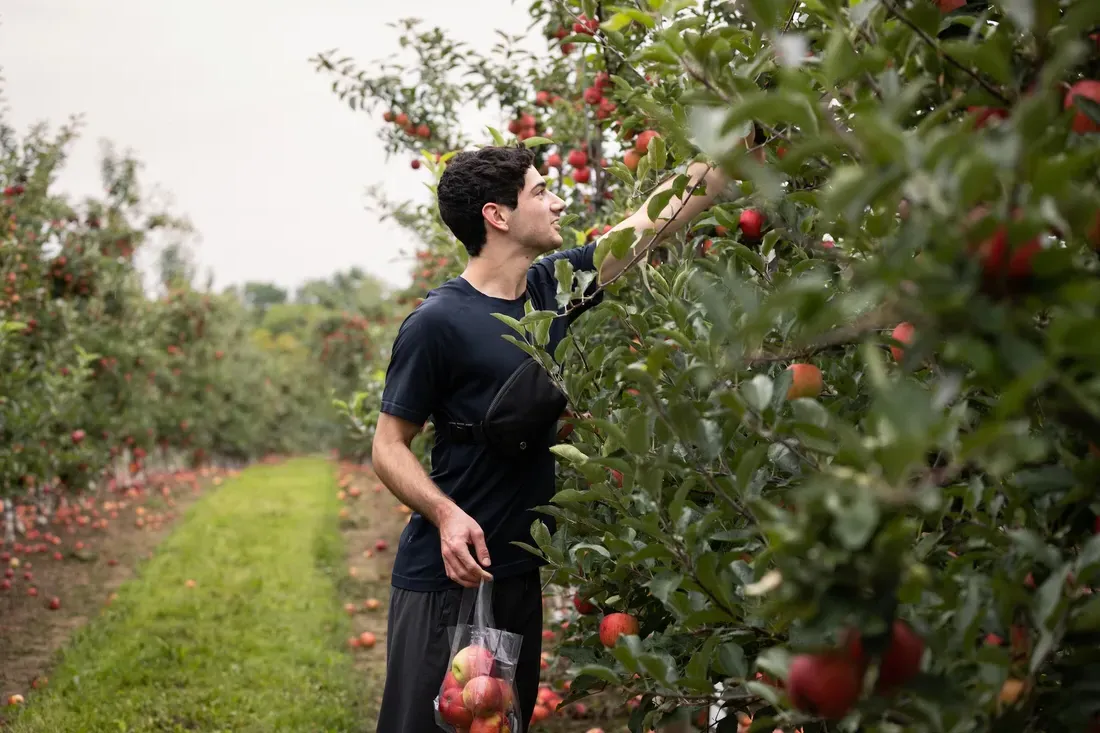 Student apple picking.